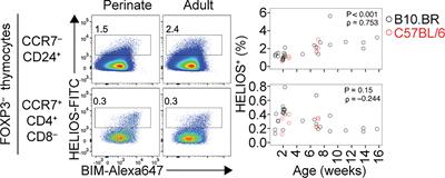 How Thymocyte Deletion in the Cortex May Curtail Antigen-Specific T-Regulatory Cell Development in the Medulla